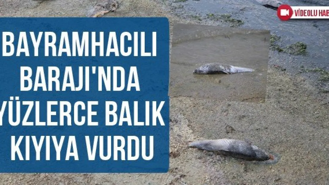 Bayramhacılı Barajı'nda yüzlerce balık kıyıya vurdu