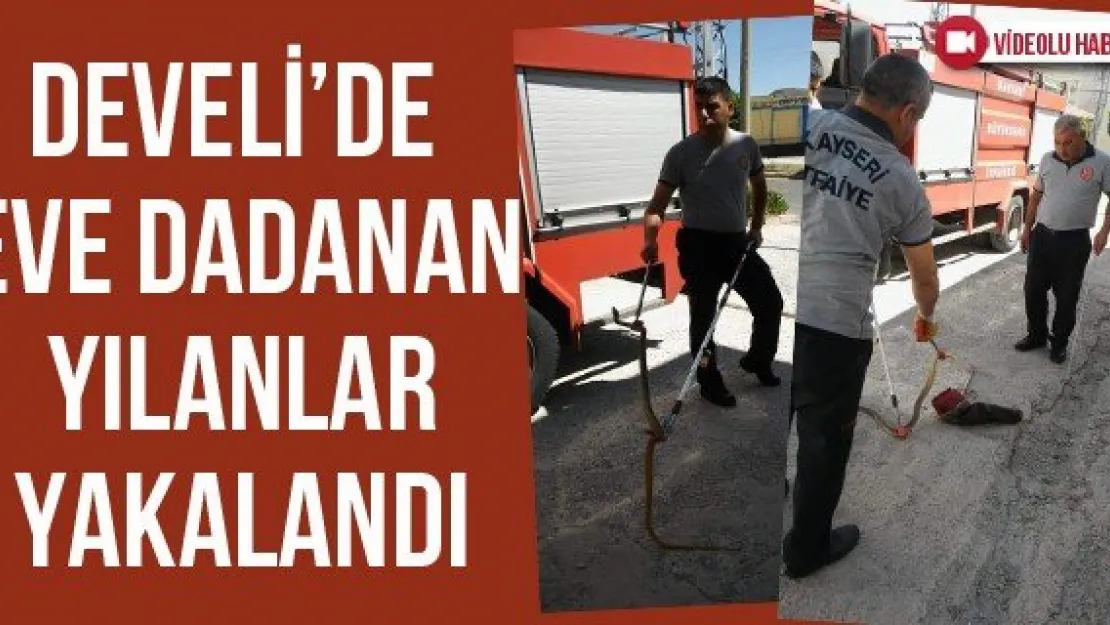 Develi'de eve dadanan yılanlar yakalandı