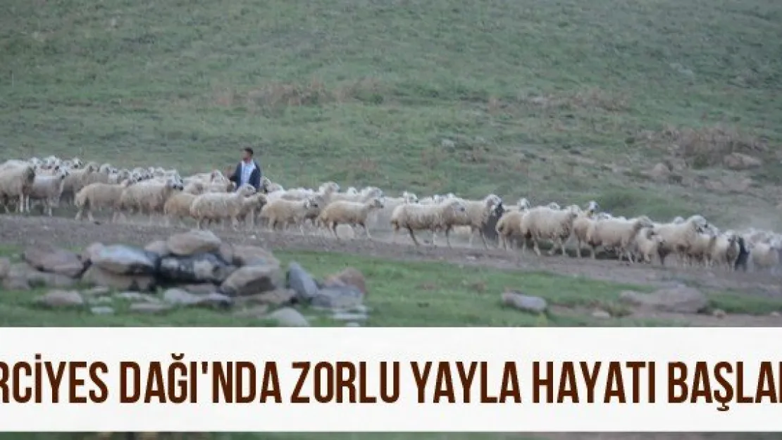 Erciyes Dağı'nda zorlu yayla hayatı başladı