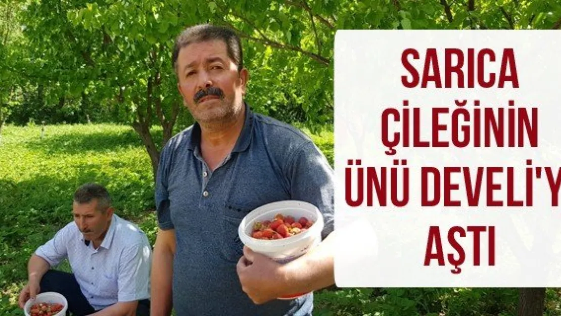 Sarıca çileğinin ünü Develi'yi aştı