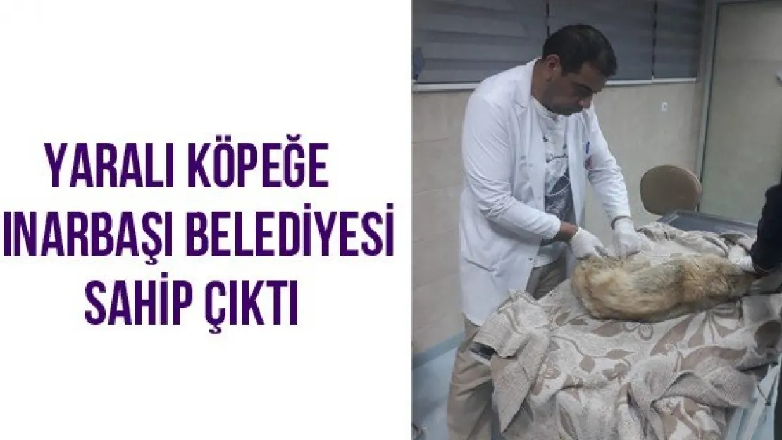 Yaralı Köpeğe Pınarbaşı Belediyesi Sahip Çıktı
