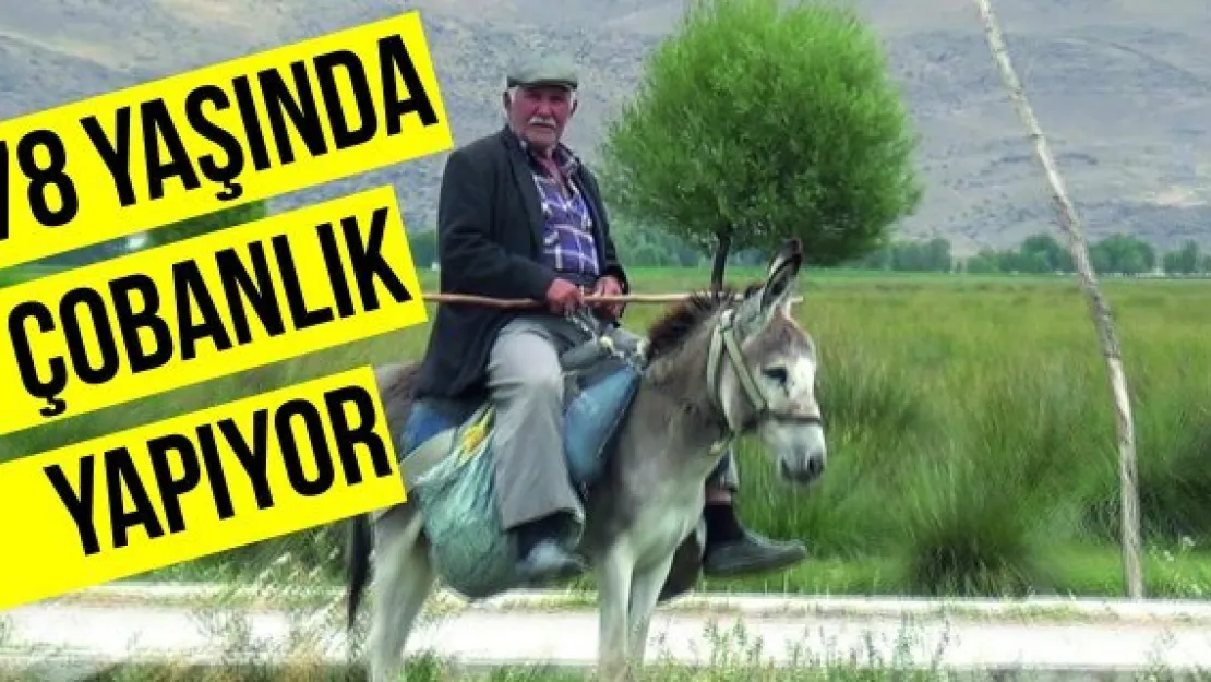 78 yaşında olmasına rağmen çobanlık yapıyor