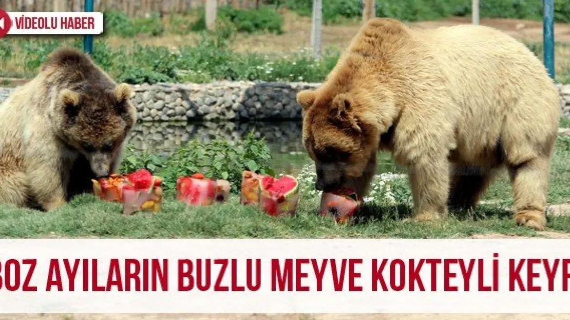 Boz ayıların buzlu meyve kokteyli keyfi