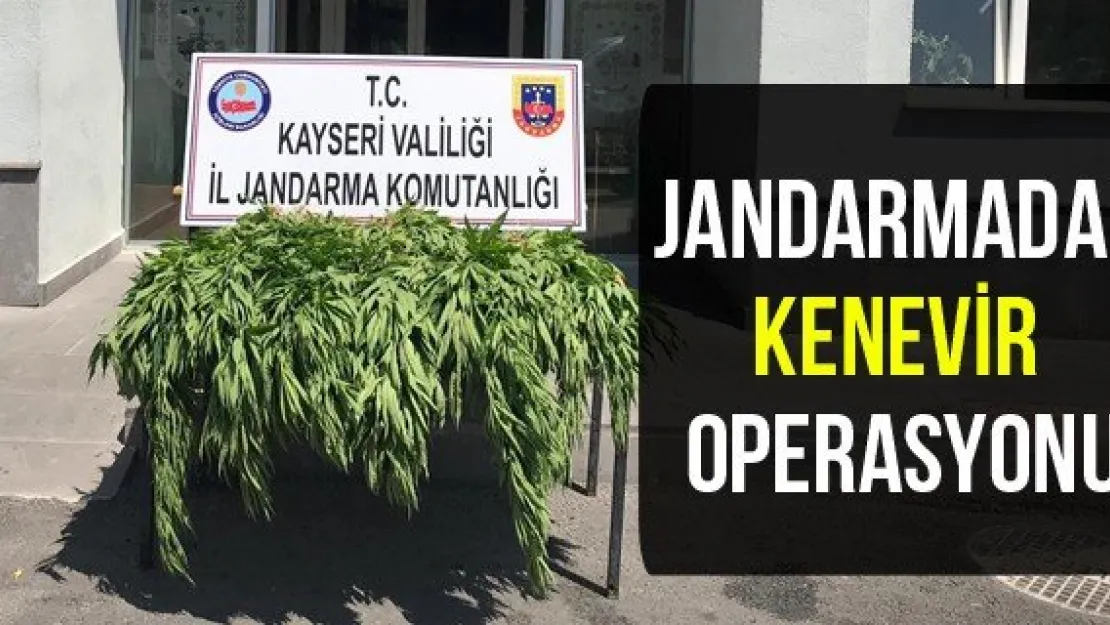 Jandarmadan kenevir operasyonu