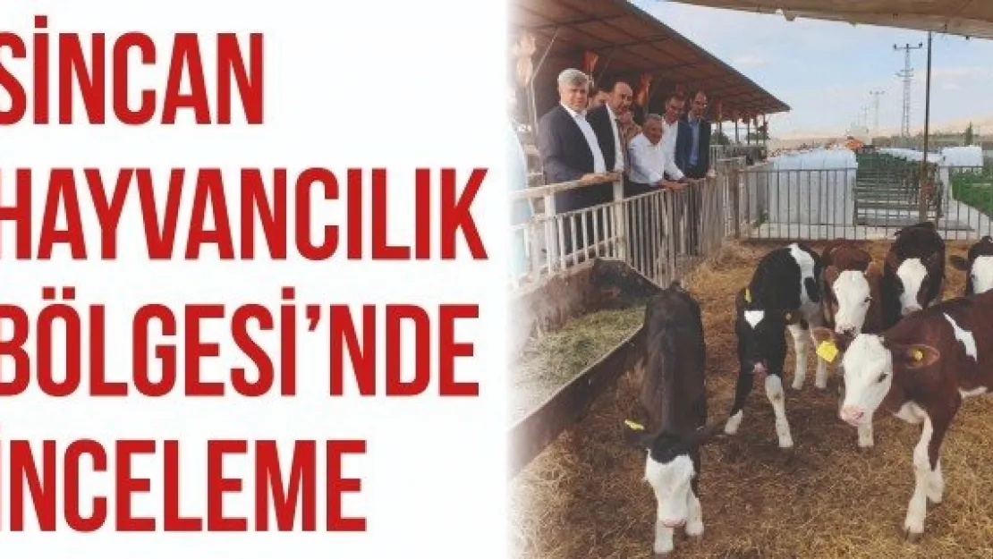 Sincan Hayvancılık Bölgesi'nde inceleme