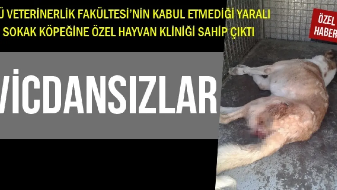 VİCDANSIZLAR