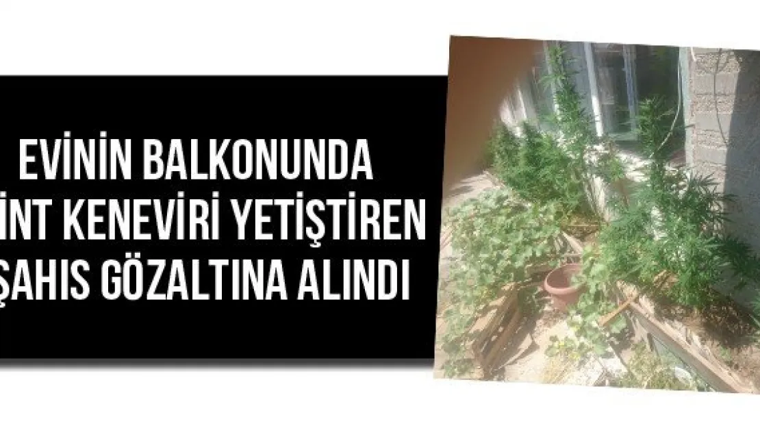 Evinin balkonunda hint keneviri yetiştiren şahıs gözaltına alındı