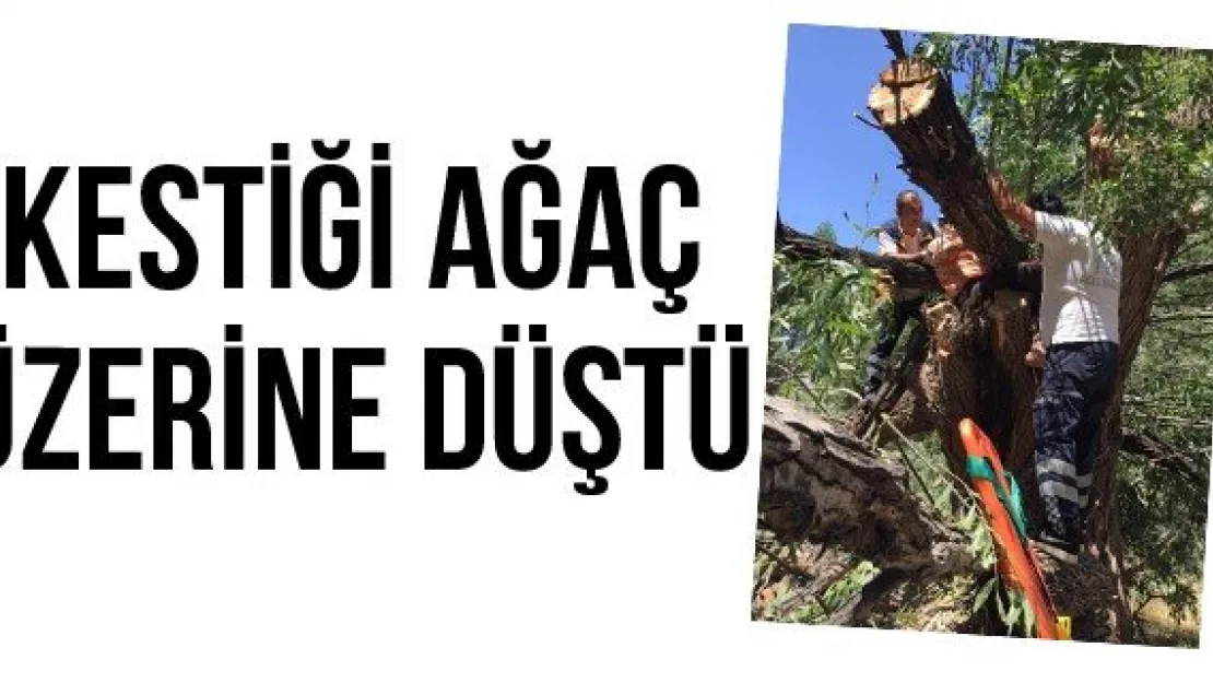 Kestiği Ağaç Üzerine Düştü