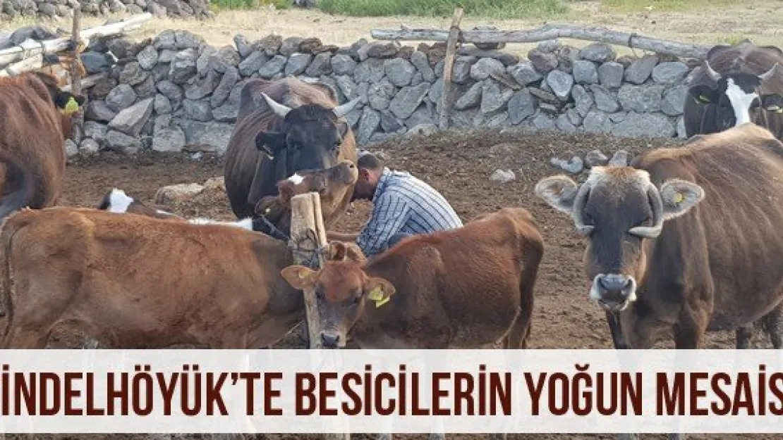 Sindelhöyük'te besicilerin yoğun mesaisi