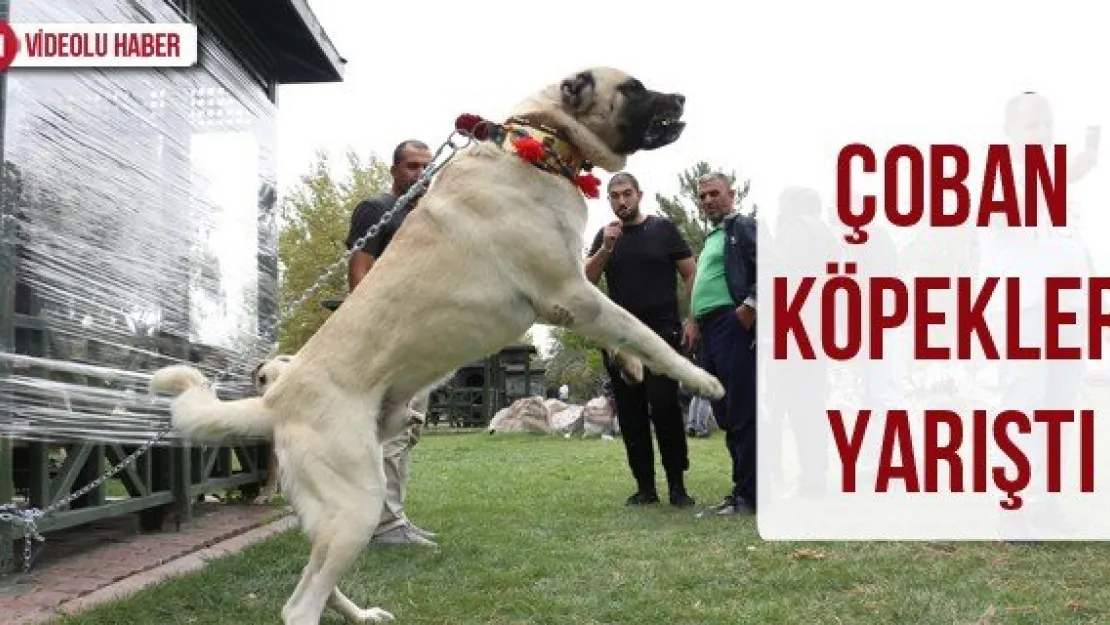 Çoban Köpekleri Yarıştı