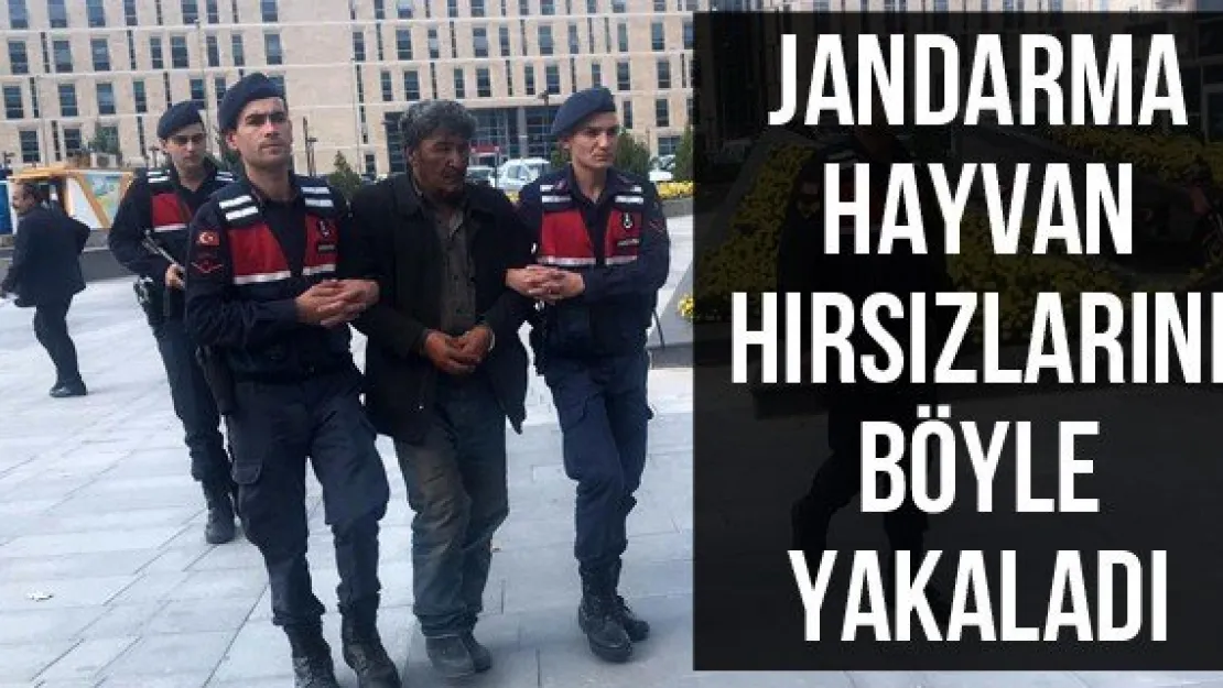 Jandarma hayvan hırsızlarını böyle yakaladı