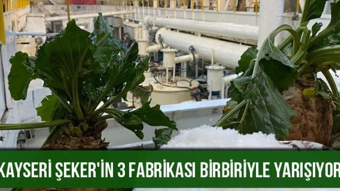 'Kayseri Şeker'in 3 fabrikası birbiriyle yarışıyor'
