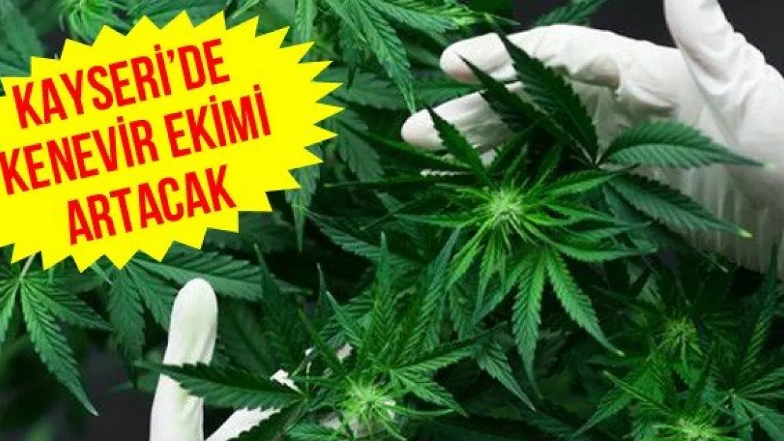 Kayseri'de Kenevir Ekimi Artacak