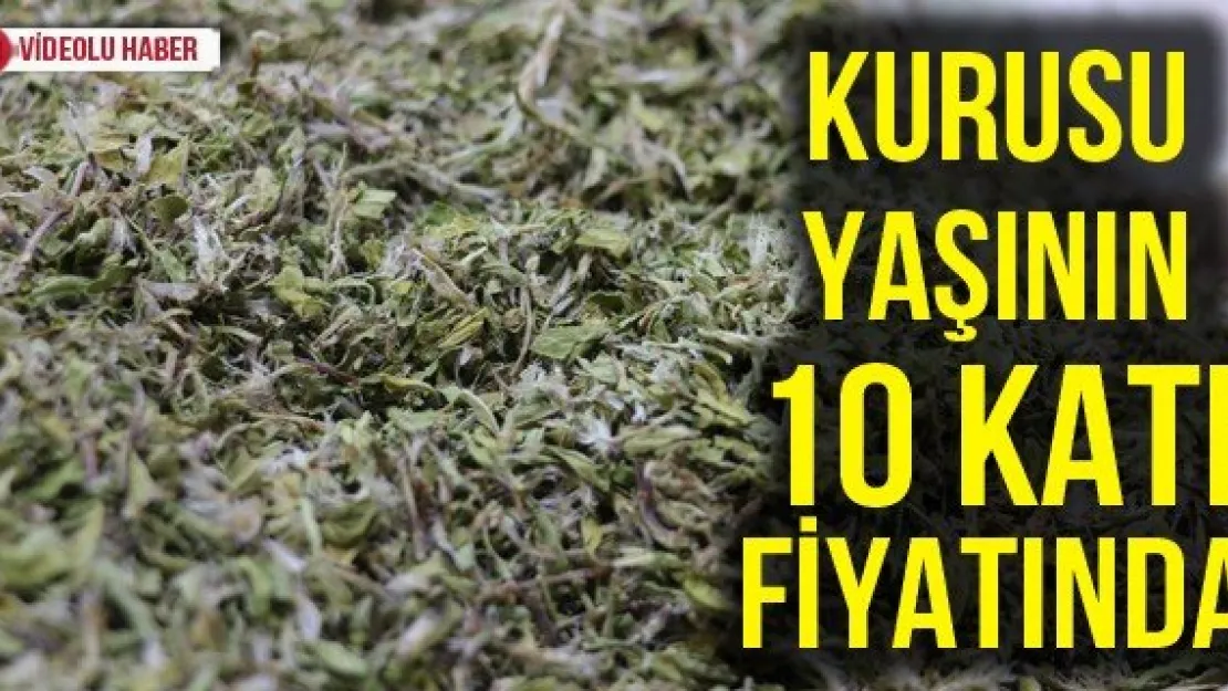 Kurusu yaşının 10 katı fiyatında