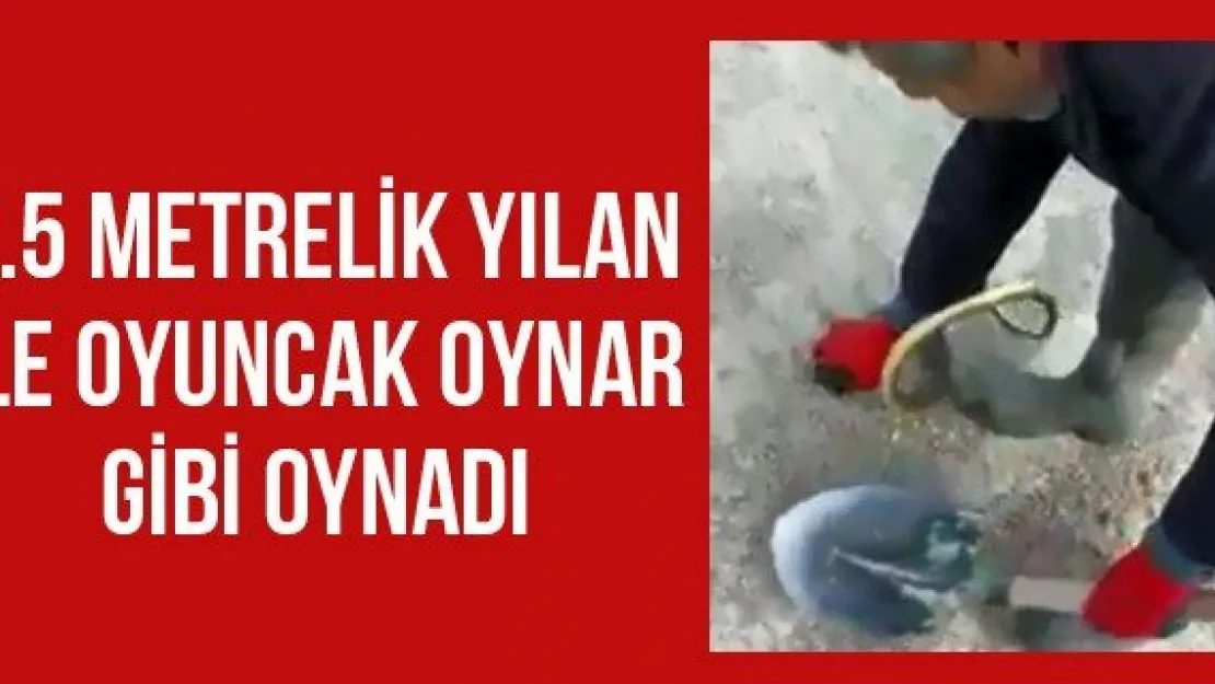 1.5 metrelik yılan ile oyuncak oynar gibi oynadı