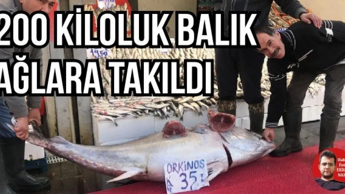 200 kiloluk balık ağlara takıldı