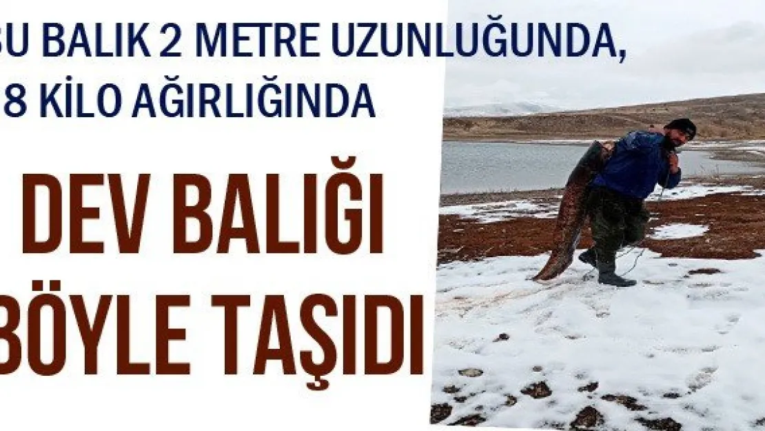 Dev balığı böyle taşıdı