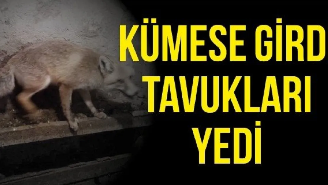 Kümese girdi tavukları yedi