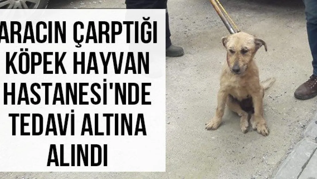 Aracın çarptığı köpek Hayvan Hastanesi'nde tedavi altına alındı