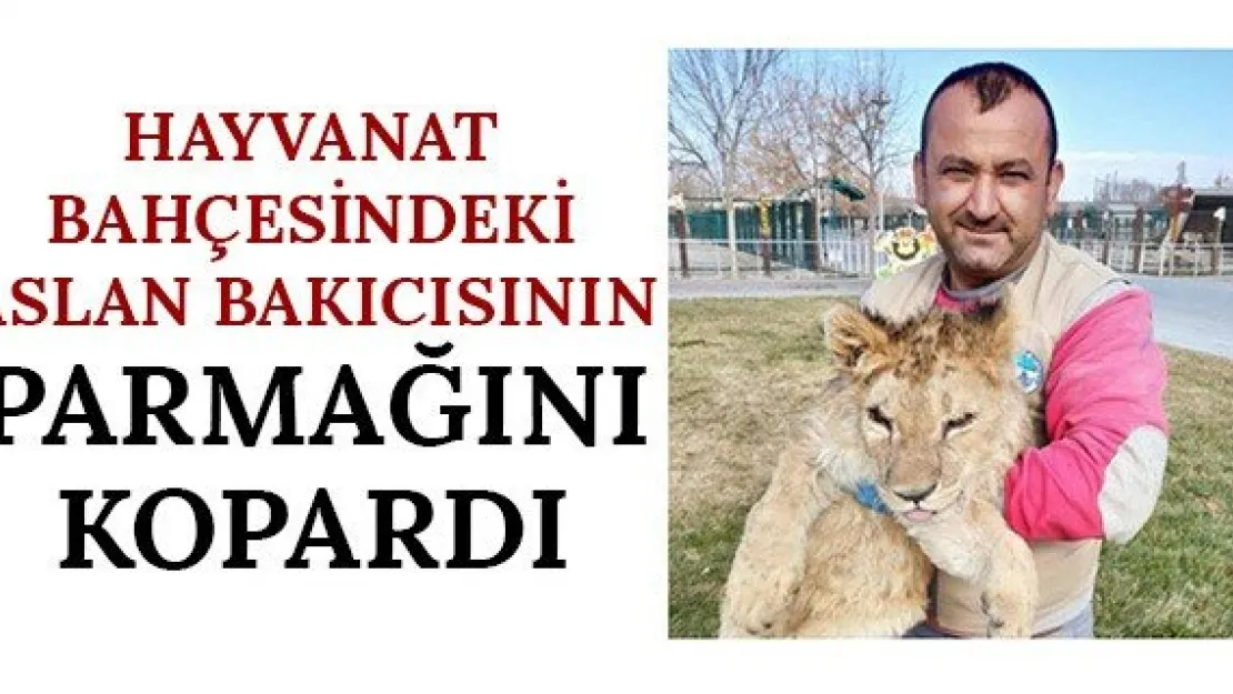 Hayvanat bahçesindeki aslan bakıcısının parmağını kopardı