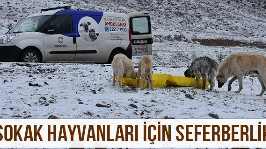 Sokak Hayvanları İçin Seferberlik