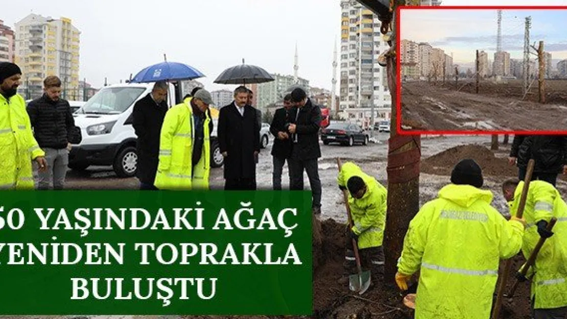 50 yaşındaki ağaç yeniden toprakla buluştu