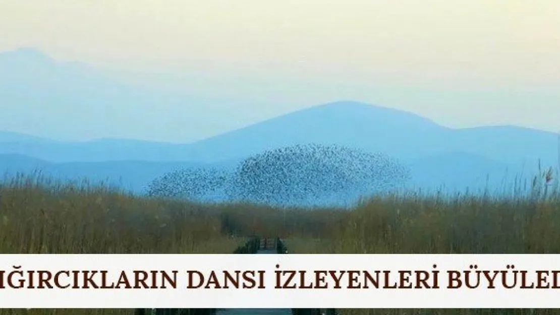 Sığırcıkların dansı izleyenleri büyüledi