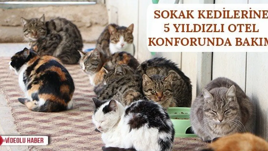Sokak kedilerine 5 yıldızlı otel konforunda bakım