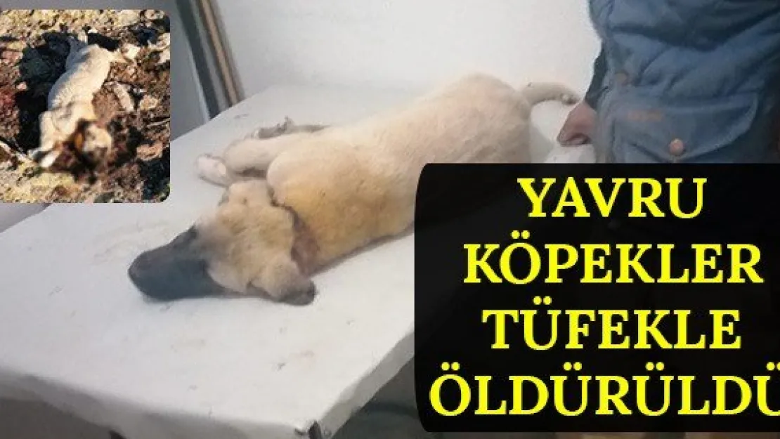 Yavru köpekler tüfekle öldürüldü