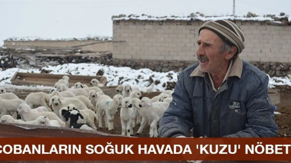 Çobanların soğuk havada 'Kuzu' nöbeti