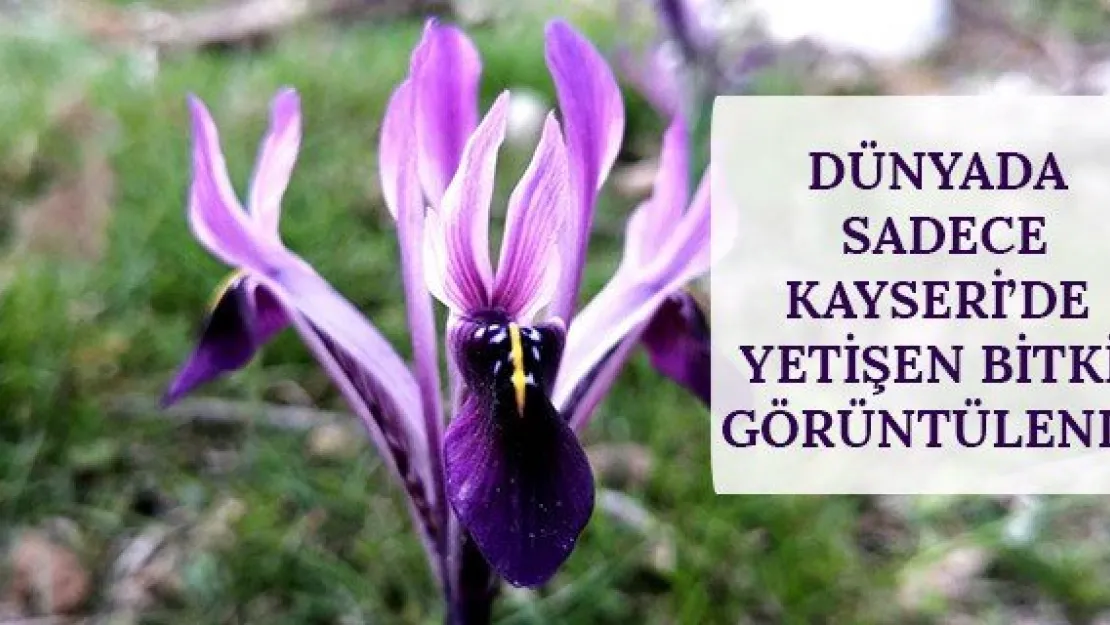 Dünyada sadece Kayseri'de yetişen bitki görüntülendi