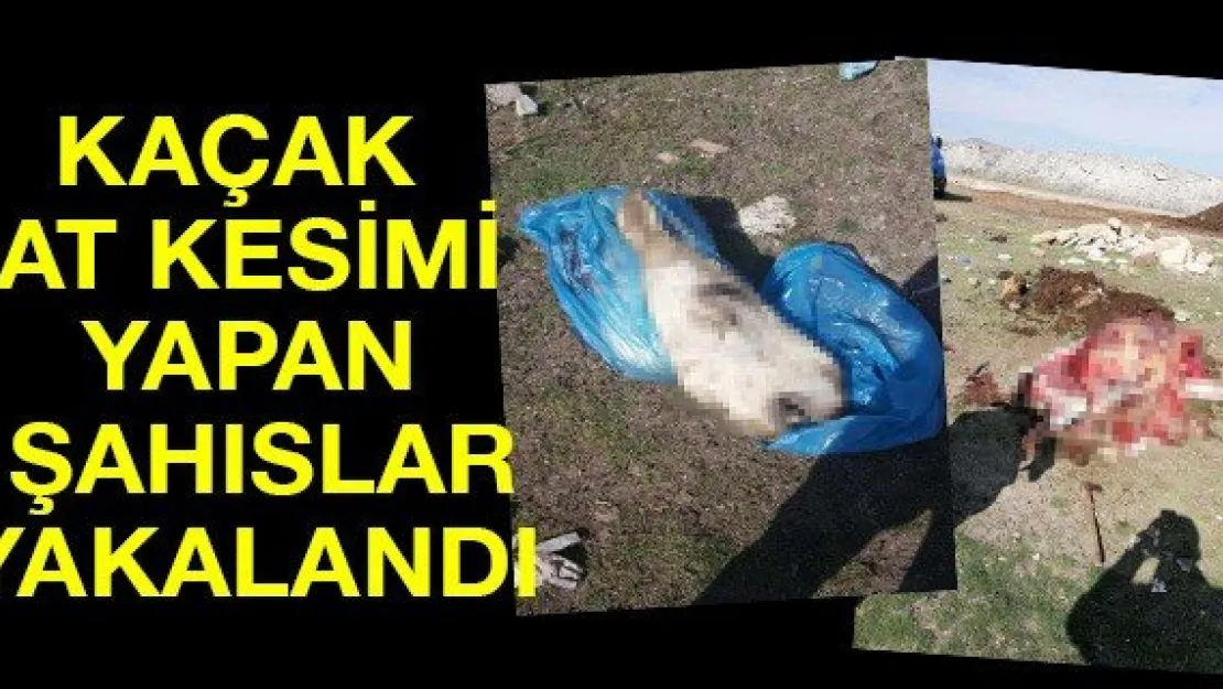 Kaçak at kesimi yapan şahıslar yakalandı