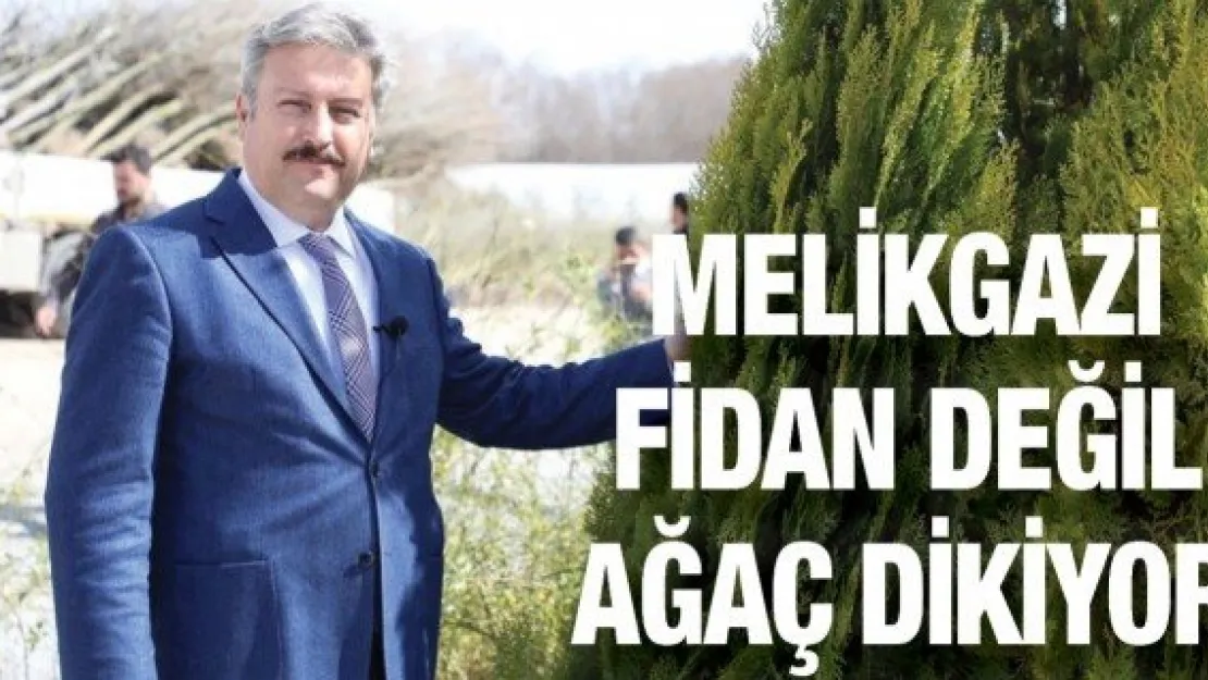 Melikgazi fidan değil ağaç dikiyor