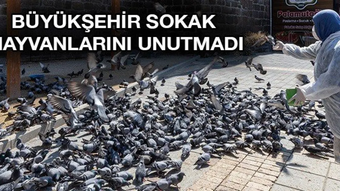 Büyükşehir sokak hayvanlarını unutmadı