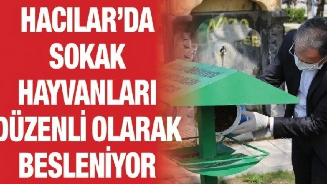 Hacılar'da sokak hayvanları düzenli olarak besleniyor