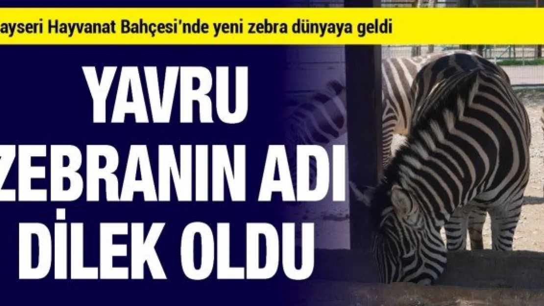 Kayseri Hayvanat Bahçesi'nde yeni zebra dünyaya geldi