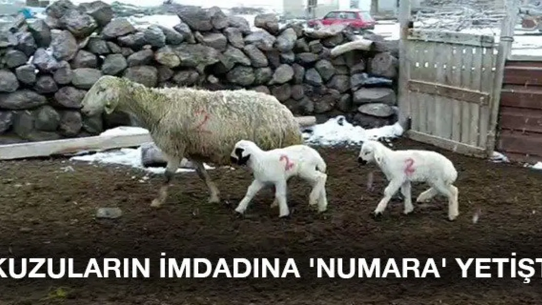 Kuzuların imdadına 'Numara' yetişti