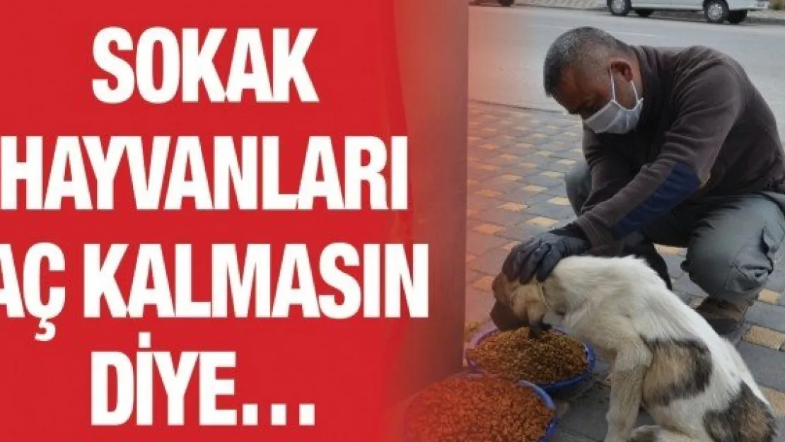 Sokak hayvanları aç kalmasın diye…