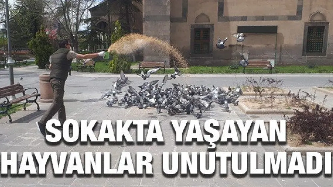 SOKAKTA YAŞAYAN HAYVANLAR UNUTULMADI