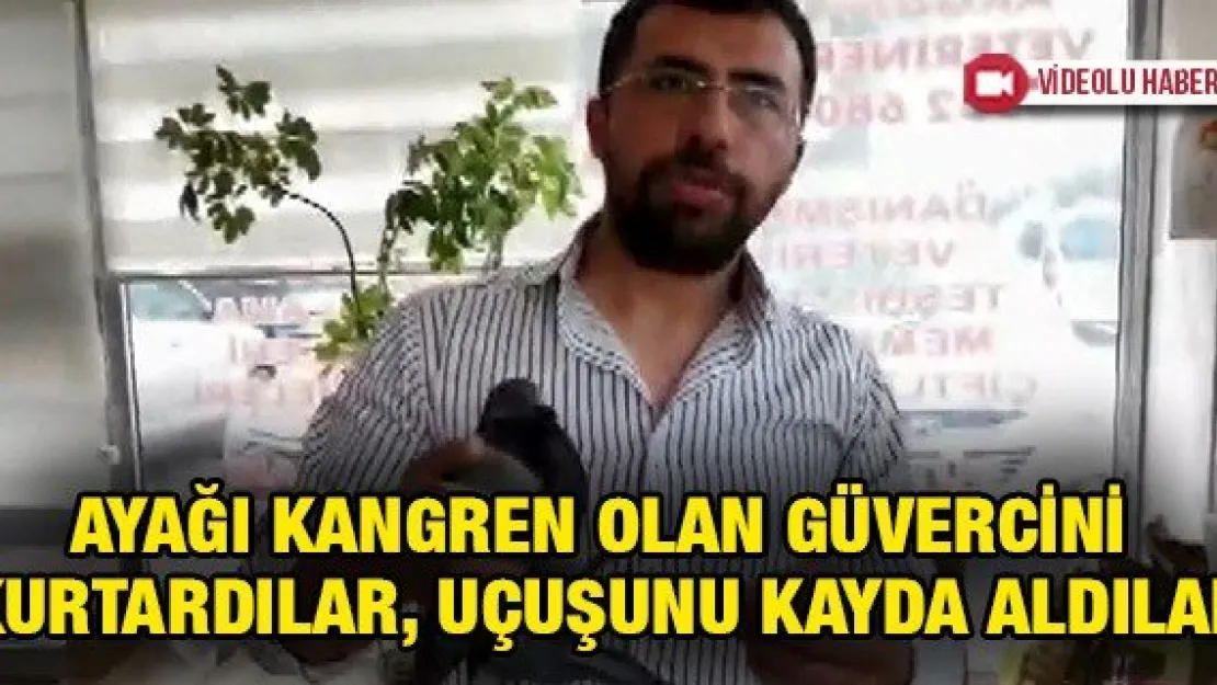 Ayağı kangren olan güvercini kurtardılar, uçuşunu kayda aldılar