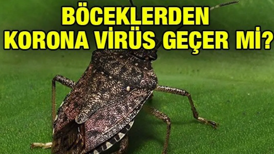Böceklerden korona virüs geçer mi?