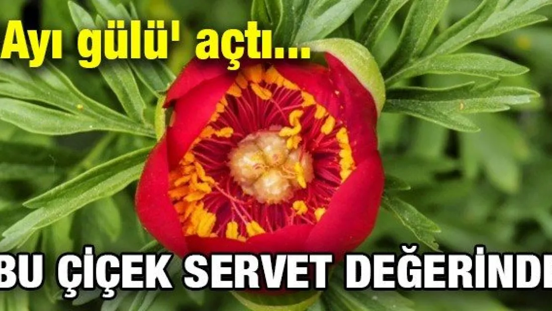 Bu çiçek servet değerinde