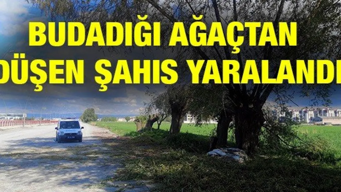 Budadığı ağaçtan düşen şahıs yaralandı