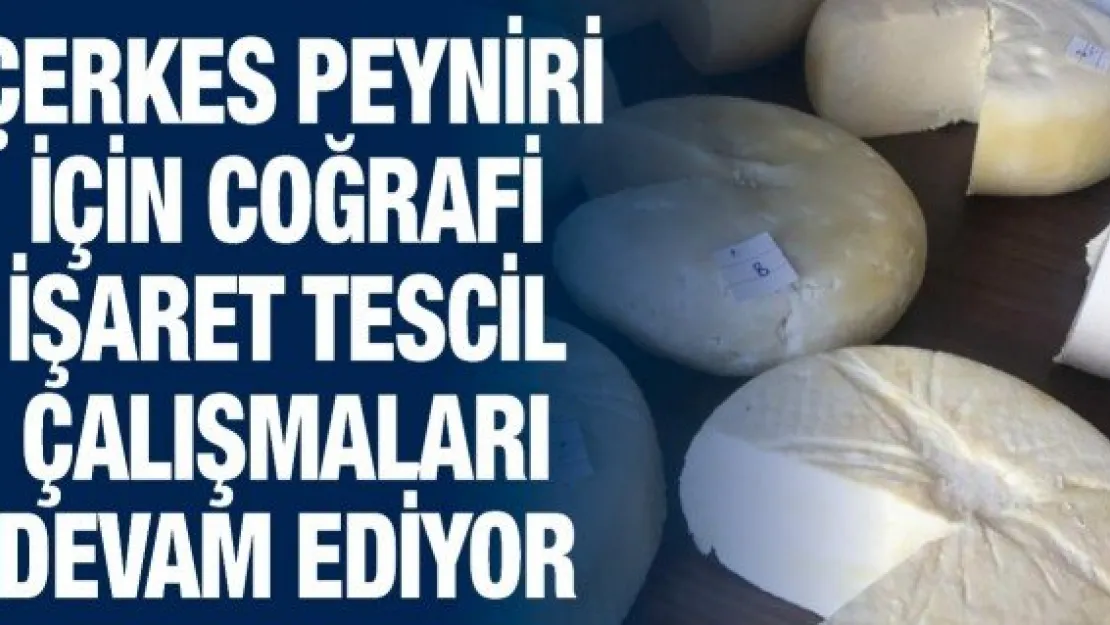 Çerkes Peyniri için coğrafi işaret tescil çalışmaları devam ediyor