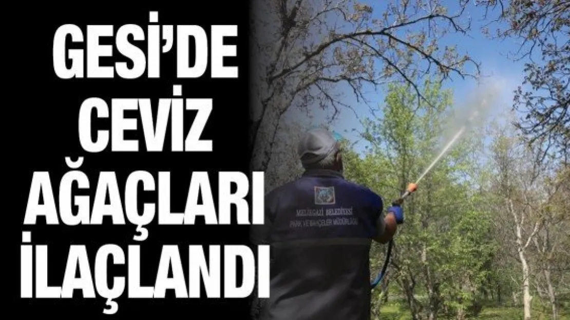 Gesi'de ceviz ağaçları ilaçlandı