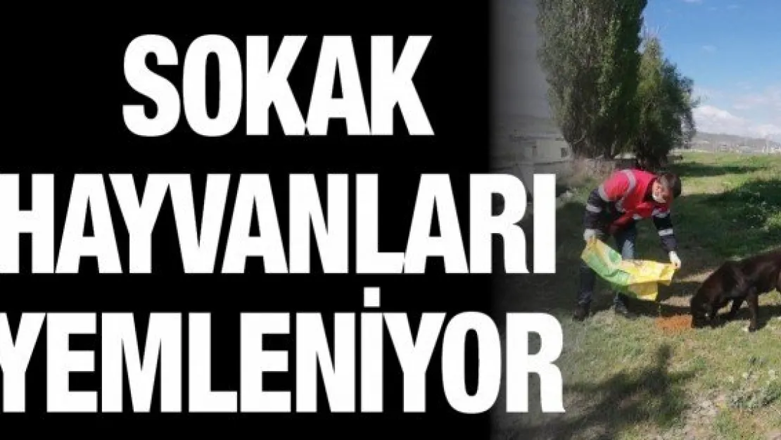 Sokak hayvanları yemleniyor