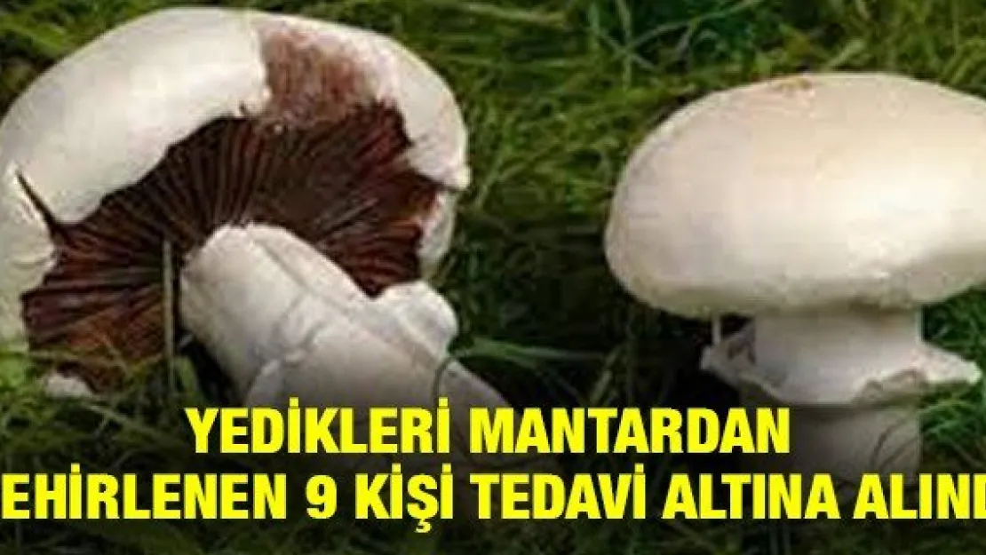 Yedikleri mantardan zehirlenen 9 kişi tedavi altına alındı