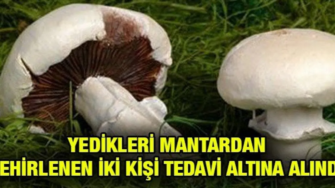 Yedikleri mantardan zehirlenen iki kişi tedavi altına alındı