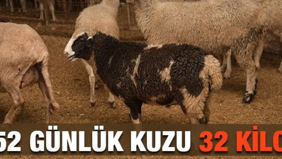 52 günlük kuzu 32 Kilo