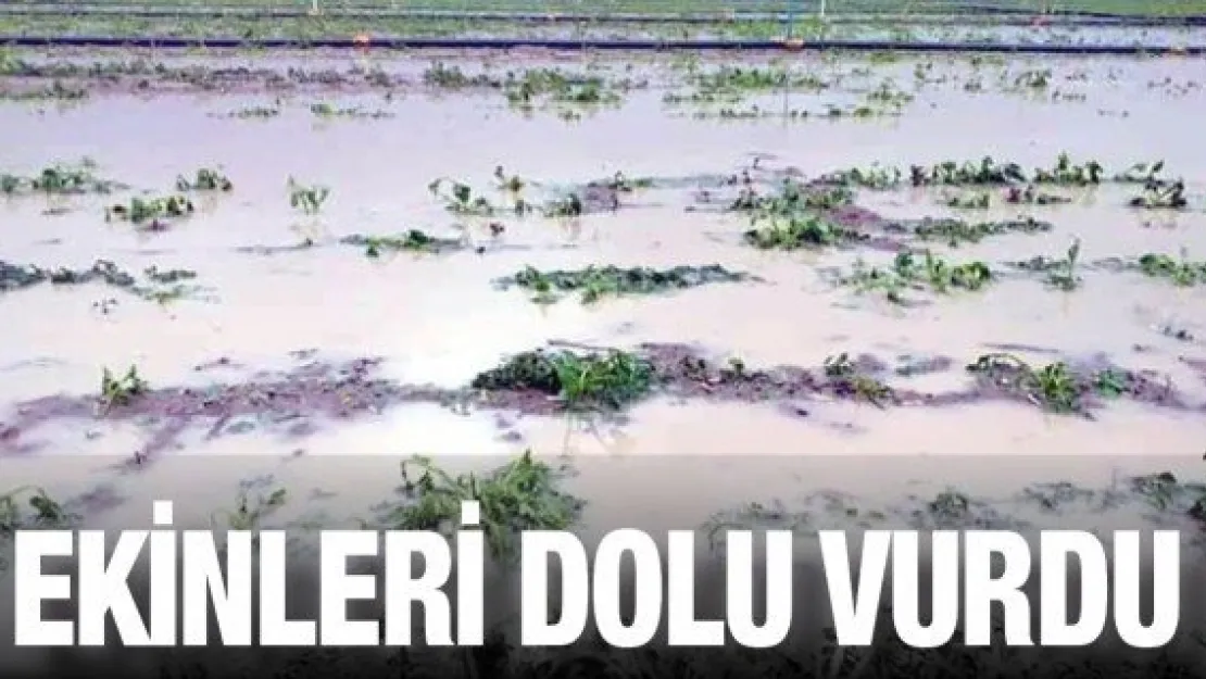 Çiftçilerin ekinlerini dolu vurdu